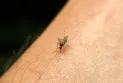 Curfew and warning for residents in a U.S. state due to the spread of a deadly virus.
