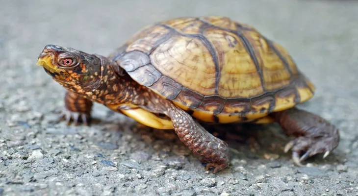 I attempted to smuggle 29 protected turtles and faced a prison sentence and a fine of up to $250,000.