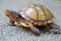 Elle a tenté de faire passer en contrebande 29 tortues protégées et a été confrontée à une peine de prison et à une amende pouvant atteindre 250 000 dollars.