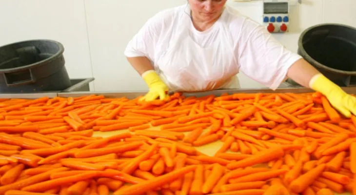 Décès d'une personne et blessure de dizaines à cause de la consommation de carottes biologiques contaminées par la bactérie "E. coli"