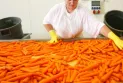 Décès d'une personne et blessure de dizaines à cause de la consommation de carottes biologiques contaminées par la bactérie "E. coli"