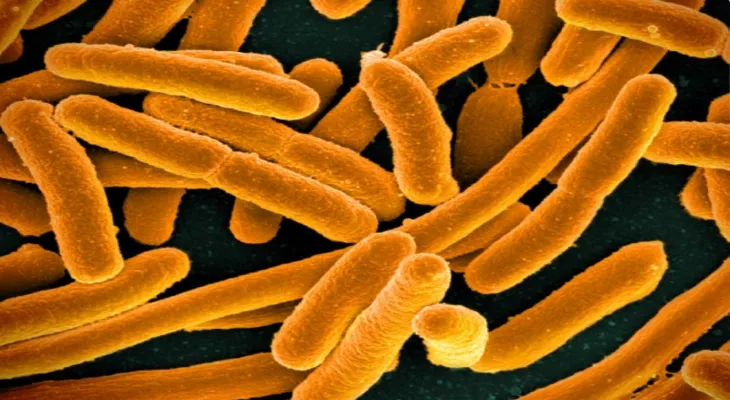 The outbreak of Escherichia coli (E. Coli) infection associated with organic carrots