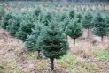 Christmas tree farms in Canada are facing high demand.
