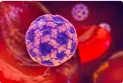 The increase in norovirus infection cases in Canada and warnings for the most vulnerable groups.