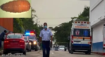المكسيك تسجل أول إصابة بشرية بداء النغف الناجم عن “الدودة الحلزونية” وسط تحذيرات من انتشاره شمالاً