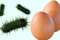 United States – Urgent health warning about salmonella-contaminated eggs that may pose a threat to consumers' lives